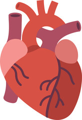 Anatomical Human Heart Illustration With Blood Vessels And Arteries anatomy organ