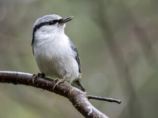 Nuthatch is perching on a tree branch