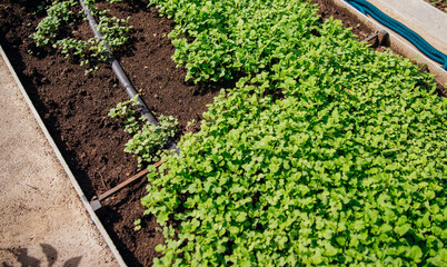 Growing green microgreens. Green mustard shoots in close-up in the garden, top view.