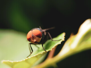 A green bottle fly with red eyes is resting on a leaf in a garden, captured in a close-up macro shot during the daytime.
