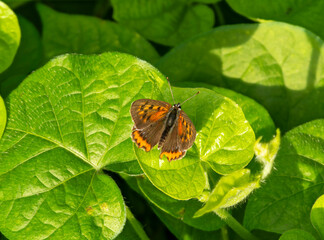 朝日に照らされたベニシジミ
