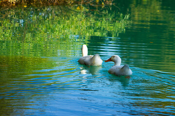 Two white ducks with orange beaks glide peacefully across a pond, their wake creating ripples on the water's surface