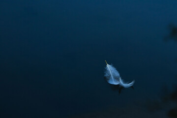 A delicate white feather gently floats on the still, deep blue surface of water
