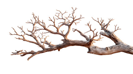 Obraz premium Dry branch from towering dead tree with eerie detail, isolated on white background