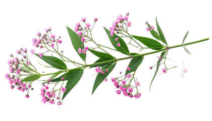 Close-up of a delicate flowering branch.  Small, bright pink flowers cluster along slender green stems.  Elongated, pointed leaves are arranged along the stem