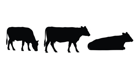Three black cow silhouettes grazing standing and resting on white vector