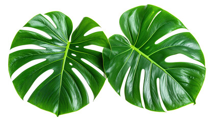Two large, vibrant green monstera leaves.  Close-up, detailed view of the deep green foliage, intricate, serrated edges, and smooth surfaces.  Isolated against a black background