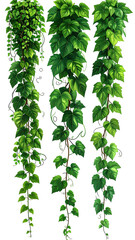 Three cascading vines with lush green leaves