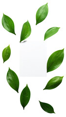 Fresh green leaves surround a blank square