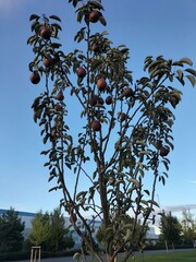 Ripe pears hanging from a pear tree against a clear blue sky in a city garden