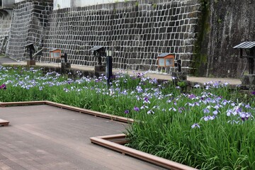 玉名市　高瀬裏川花しょうぶまつりの風景	