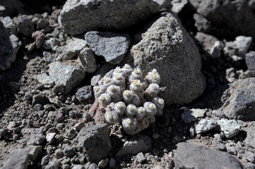 Cactus Mammillaria geminispina on stony ground in autumn with many white spines and upper red tips. Country of origin Guanajuato Mexico on the Americas