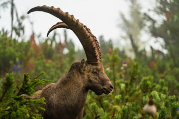 Steinbock Hochlantsch Sonnenaufgang - Teichalm - Naturpark Almenland - Oststeiermark - Herbst - Nebelrei&szlig;en