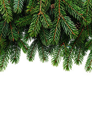Obraz premium Close-up of vibrant green fir branches cascading downwards against a black background