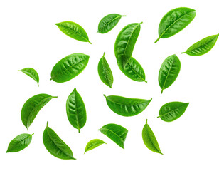 Fresh, vibrant green tea leaves scattered in a swirling pattern against a black background