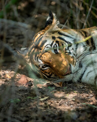 wild female bengal tiger or panthera tigris headshot lying on ground with eye contact in winter season sunlight coming on face in safari bandhavgarh national park forest reserve madhya pradesh india