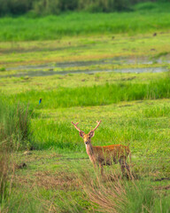 wild male Barasingha or Rucervus duvaucelii or Swamp deer elusive vulnerable animal species in natural scenic grassland background kanha national park forest tiger reserve madhya pradesh india asia