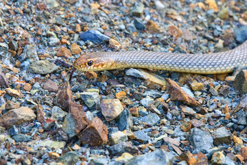 Close-up image of a Dahl's Whip Snake.