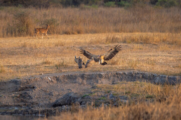 wild long billed indian Vulture Gyps indicus and White rumped vulture Gyps bengalensis flying wingspan flock or family in winter season safari at bandhavgarh National Park forest madhya pradesh india