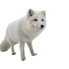 Naklejka premium arctic-fox-portrait-in-snowy-field--natural-beauty (1)