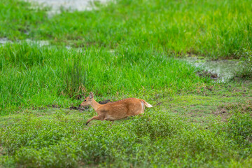 wild female Barasingha or Rucervus duvaucelii or Swamp deer elusive vulnerable animal species running in natural scenic grassland at kanha national park forest tiger reserve madhya pradesh india asia