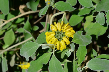 Jerusalem sage yellow flower - Latin name - Phlomis fruticosa