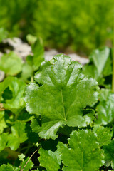 Green flowered alumroot leaves - Latin name - Heuchera chlorantha