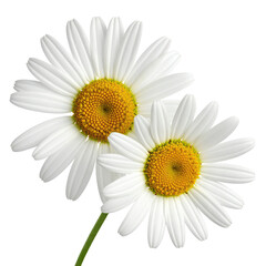 Close-up of two white daisies with yellow centers.  Petals are detailed,  stems are visible.  Bright and vibrant