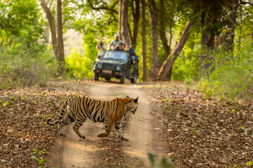 wild female bengal tiger panthera tigris showstopper crossing forest road in morning territory stroll blur tourist safari gypsy in background bandhavgarh national park reserve madhya pradesh india