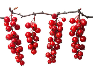 Clusters of bright red berries hang from a branch