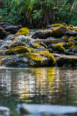river and stones with moss in the forest in the golden hour