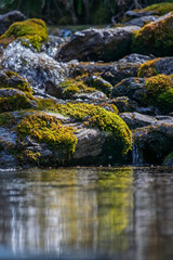 river and stones with moss in the forest in the golden hour