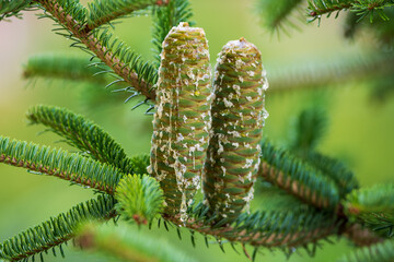 Young pine cone on a natural background. Close-up of a young green pine cone with golden pine cone honey dripping from it.
