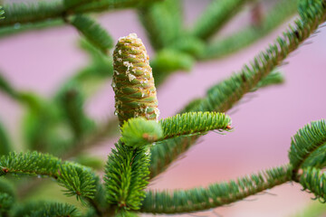 Young pine cone on a natural background. Close-up of a young green pine cone with golden pine cone honey dripping from it.