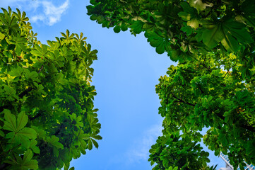 green tree and blue sky