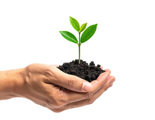 A hand holds a small, vibrant seedling in a cupped amount of dark soil