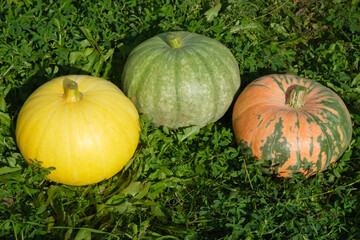 Three pumpkins of different colors are lying on the grass. Gardening, agriculture and horticulture. Thanksgiving day