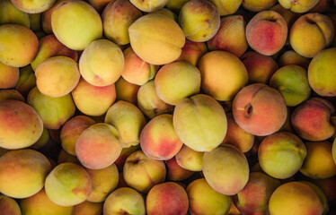 Ripe little peaches, autumn harvest. An orchard.