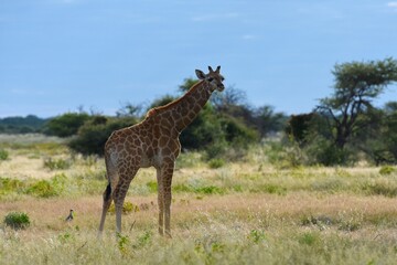  Eine Steppengiraffe (giraffa camelopardalis) im Etoscha Nationalpark