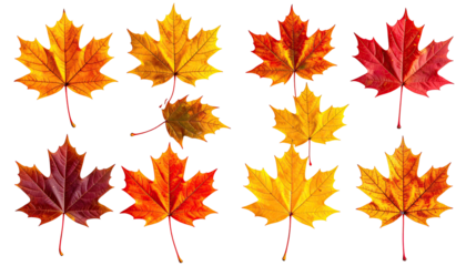 Autumn maple leaves in various stages of color change