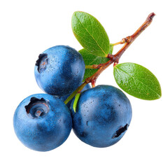 Obraz premium Fresh blueberries on branch with green leaves ready for harvest in a garden setting