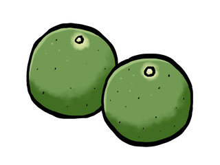 筆 すだち 秋の果物 柑橘類 / Japanese Citrus Sudachi Illustration in Brush Style
