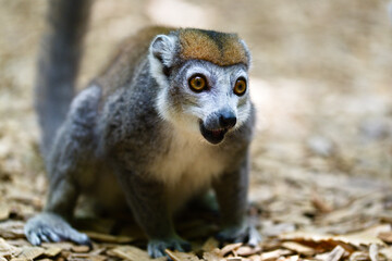 lemur portrait