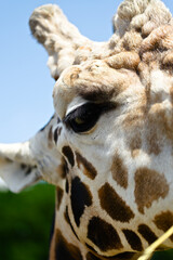 giraffe portrait