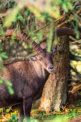 Steinbock - Hochlantsch Sonnenaufgang - Teichalm - Naturpark Almenland - Oststeiermark - Herbst 