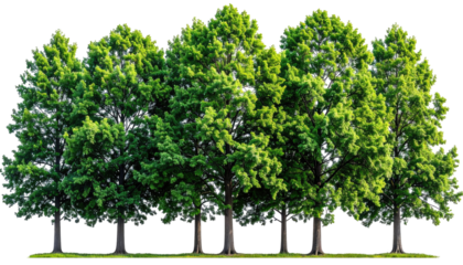 Lush green trees in a row