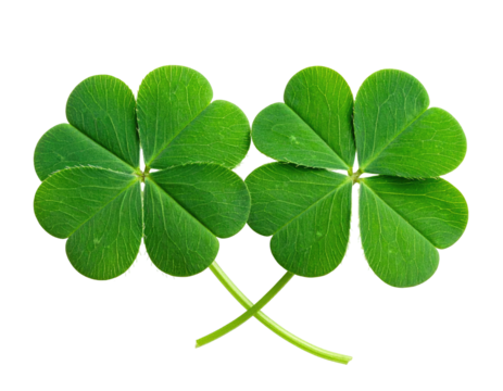 Two vibrant, four-leaf clovers, close-up,  intertwined stems, bright green