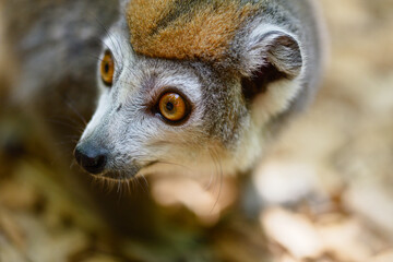 lemur portrait
