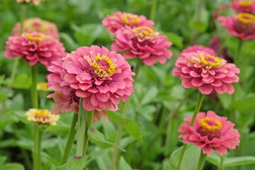 Obraz premium Pink, yellow and lime green Zinnia elegans, or common zinnia ‘Queen Lime Red’ in flower.
