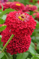 Bright red Zinnia elegans, or common zinnia ‘Florist Deep Red’ in flower.